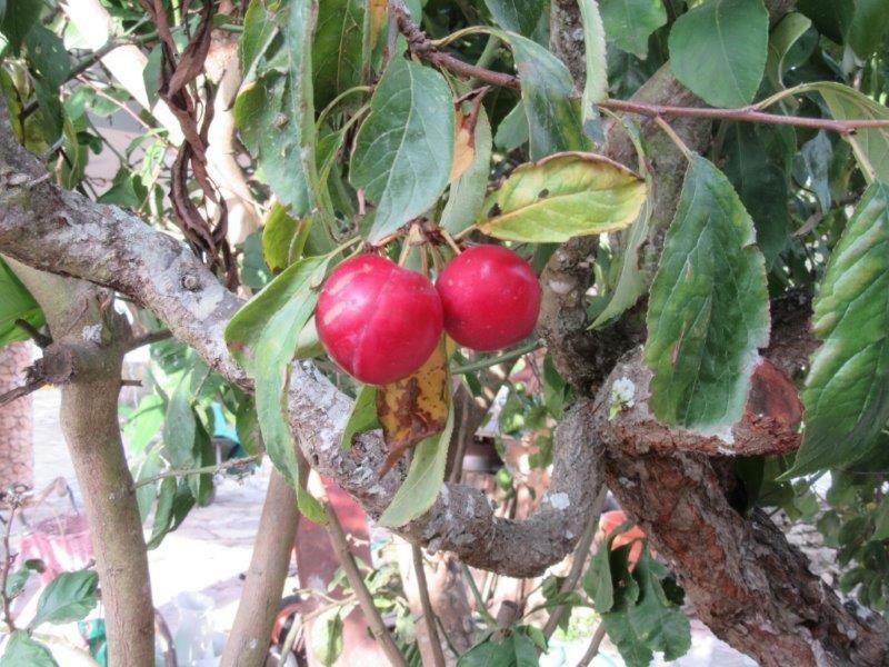 Quintal Do Freixo - Country House Sobral de Monte Agraço Екстериор снимка