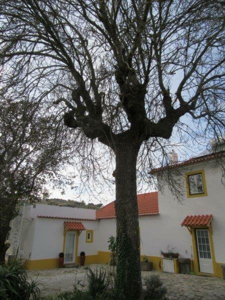 Quintal Do Freixo - Country House Sobral de Monte Agraço Екстериор снимка